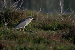 Herons_20260518-26