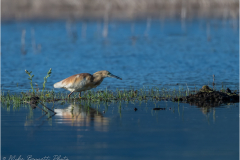 Herons_20260518-27