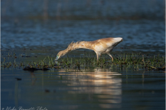 Herons_20260518-29