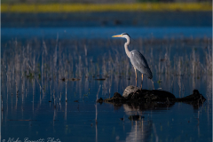 Herons_20260518-30