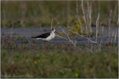 OtherKerkini_20260515-9