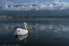 Dalmatian Pelican on the Lake
