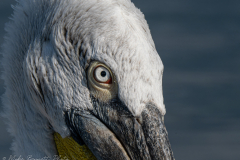 Dalmatian Pelican Close Up