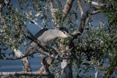 MikeBennettPhoto_20230513-197