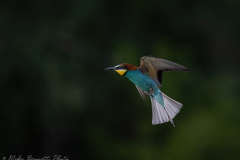 Bee-Eater in flight