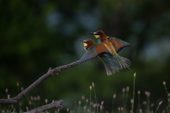 Bee-Eater Couple