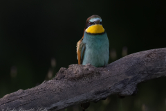 Bee-Eater