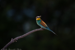 Bee-Eater with prey