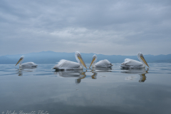 Dalmatian Pelican Group