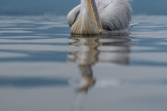 Dalmatian Pelican 1