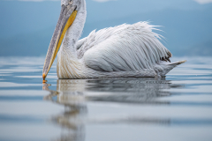 Dalmatian Pelican 2