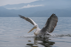 Dalmatian Pelican Landing