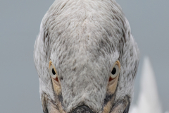Dalmatian Pelican Stare