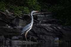 NIKON-Z-7_2-6030974-20230513-DSC_4624-3-copy