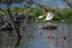 NIKON-Z-7_2-6030974-20230513-DSC_5738-Edit-copy