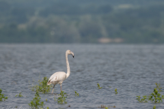 NIKON-Z-7_2-6030974-20230513-DSC_6030-copy