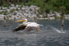 NIKON-Z-7_2-6030974-20230514-NZA_7089-copy