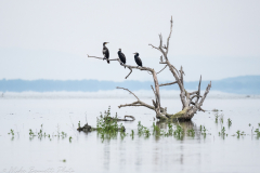 NIKON-Z-7_2-6030974-20230515-NZA_8526-copy