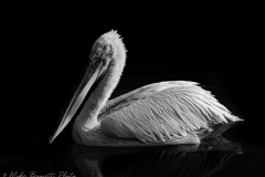 Low Key Pelican 3