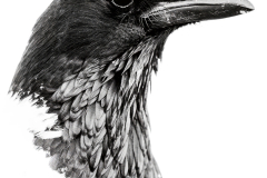 Pied Crow Head Detail