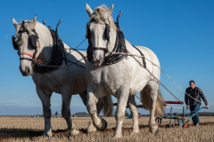 Ploughing Match