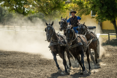 Hungarian horse show