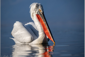 Pelicans of Lake Kerkini - Jan 2025