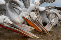 Dalmatian Pelicans Feeding Frenzy