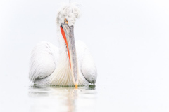 Dalmatian Pelican