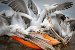 Dalmatian Pelicans Feeding Frenzy