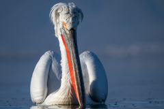 Dalmatian Pelican
