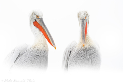Dalmatian Pelican