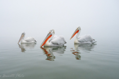 Dalmatian Pelican