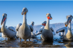 Dalmatian Pelican