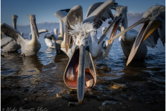 Dalmatian Pelican