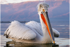 Dalmatian Pelican