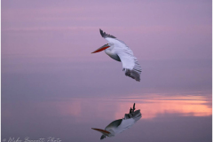 Dalmatian Pelican