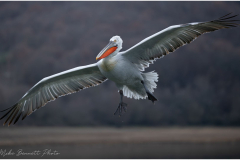 Dalmatian Pelican