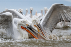 Dalmatian Pelicans Feeding Frenzy