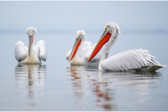 Dalmatian Pelican