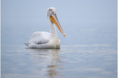 Dalmatian Pelican