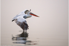 Dalmatian Pelican