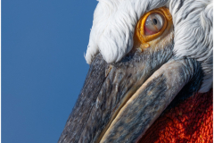 Dalmatian Pelican