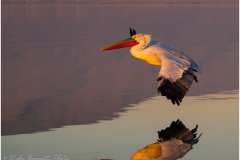 Dalmatian Pelican