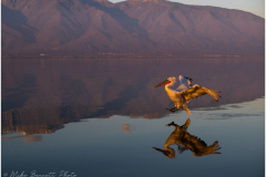 Dalmatian Pelican