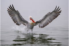 Dalmatian Pelican