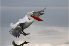 Dalmatian Pelican