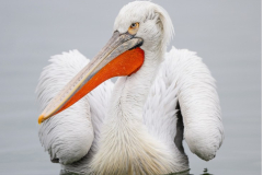 Dalmatian Pelican