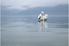 Dalmatian Pelican