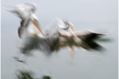 Dalmatian Pelican